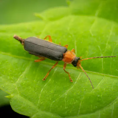 Rotschwarzer Weichkäfer