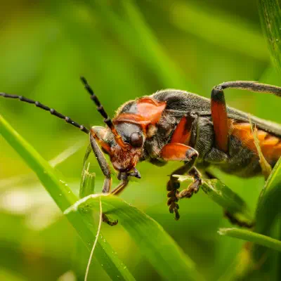 Cantharis rustica
