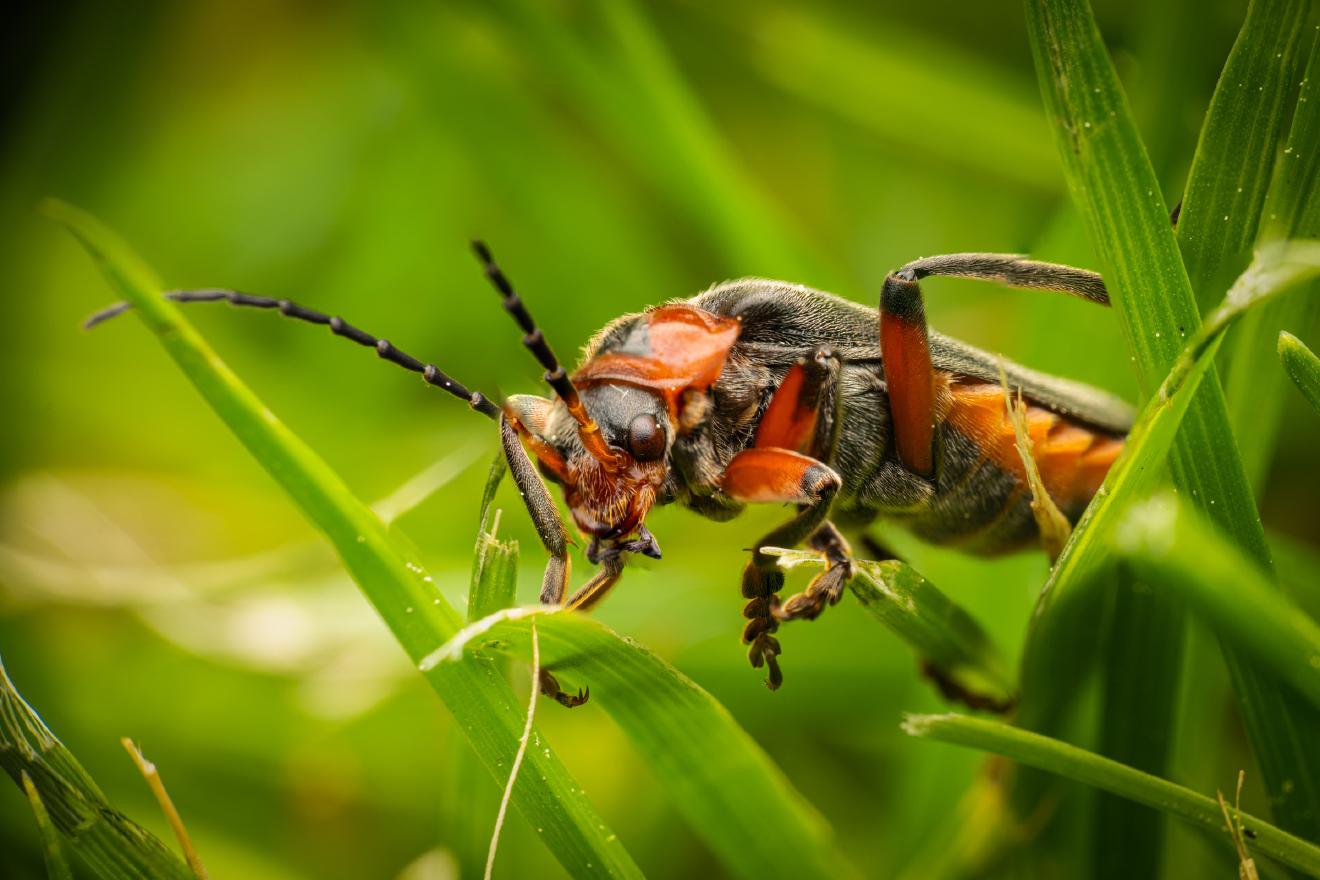 Rustic Sailor Beetle – No. 1