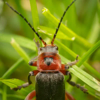Cantharis rustica