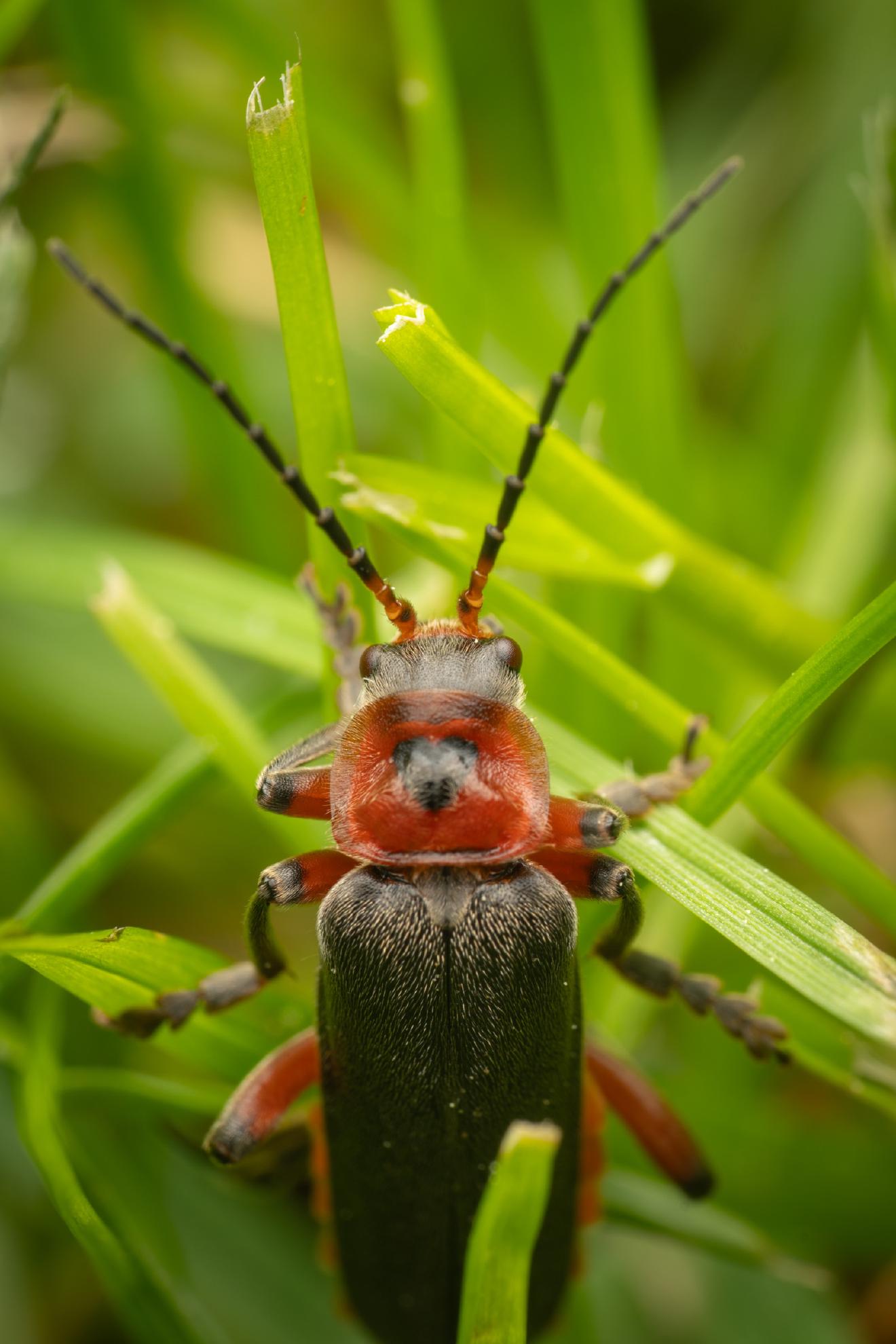 Rustic Sailor Beetle – No. 2