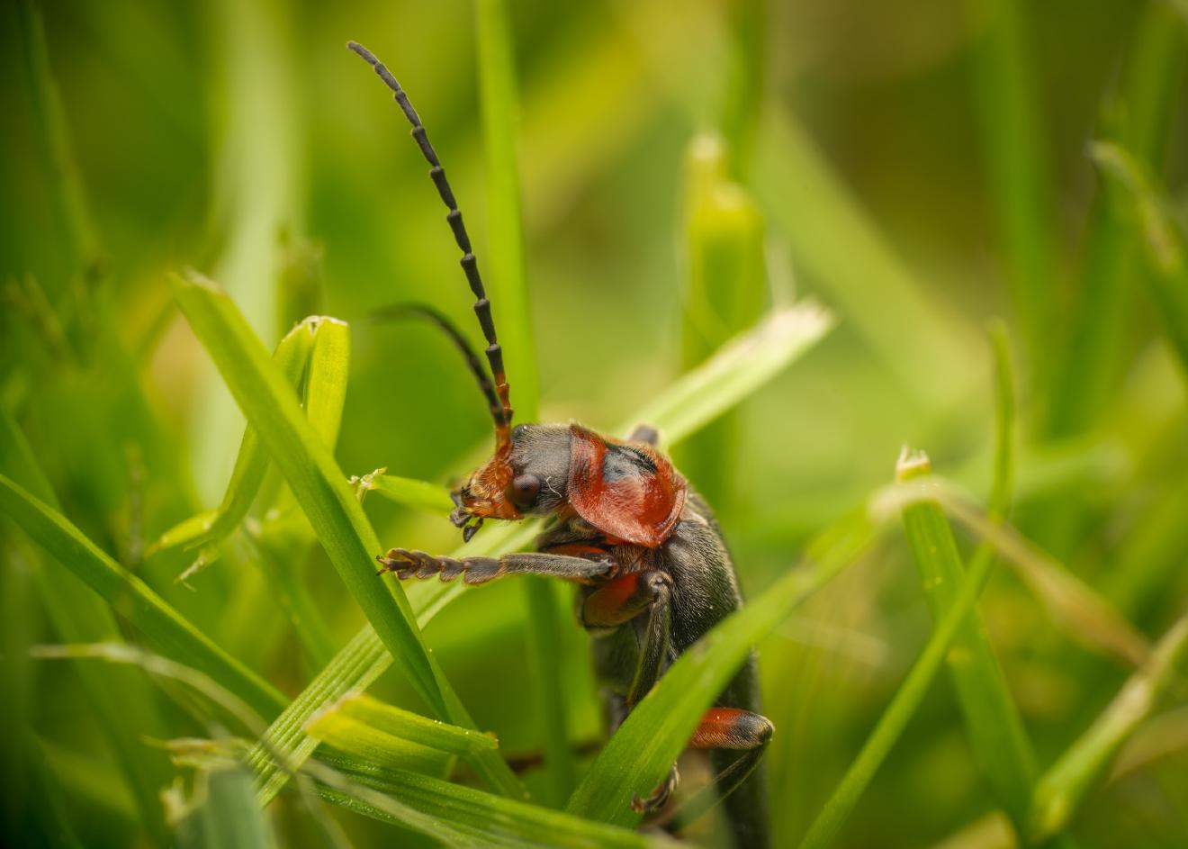 Rustic Sailor Beetle – No. 3