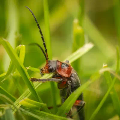 Cantharis rustica