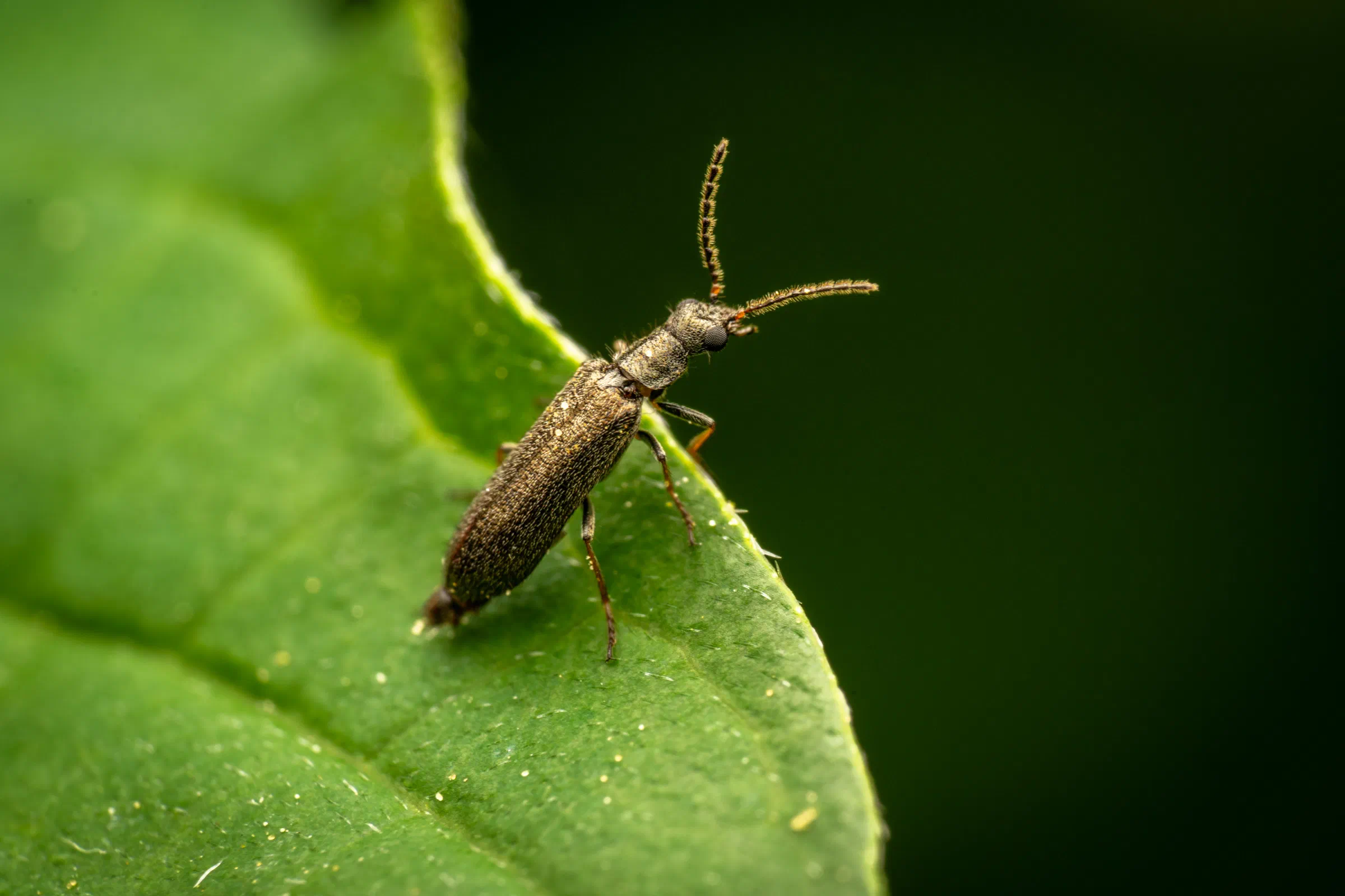 Dasytes plumbeus