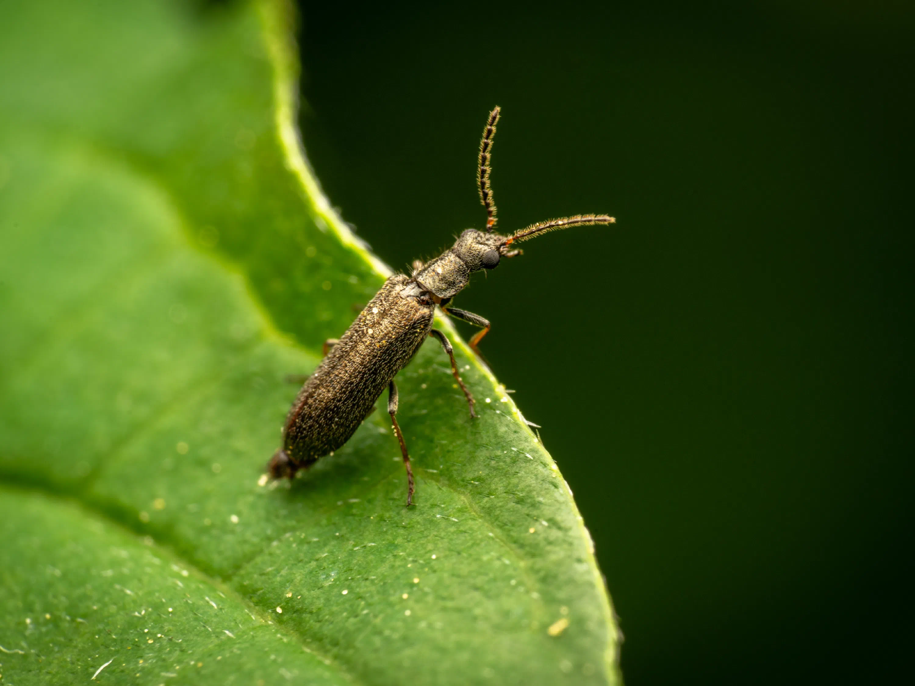 Dasytes plumbeus