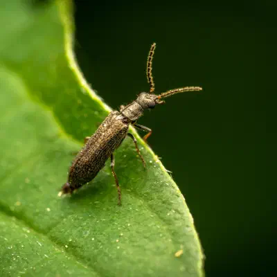 Dasytes plumbeus