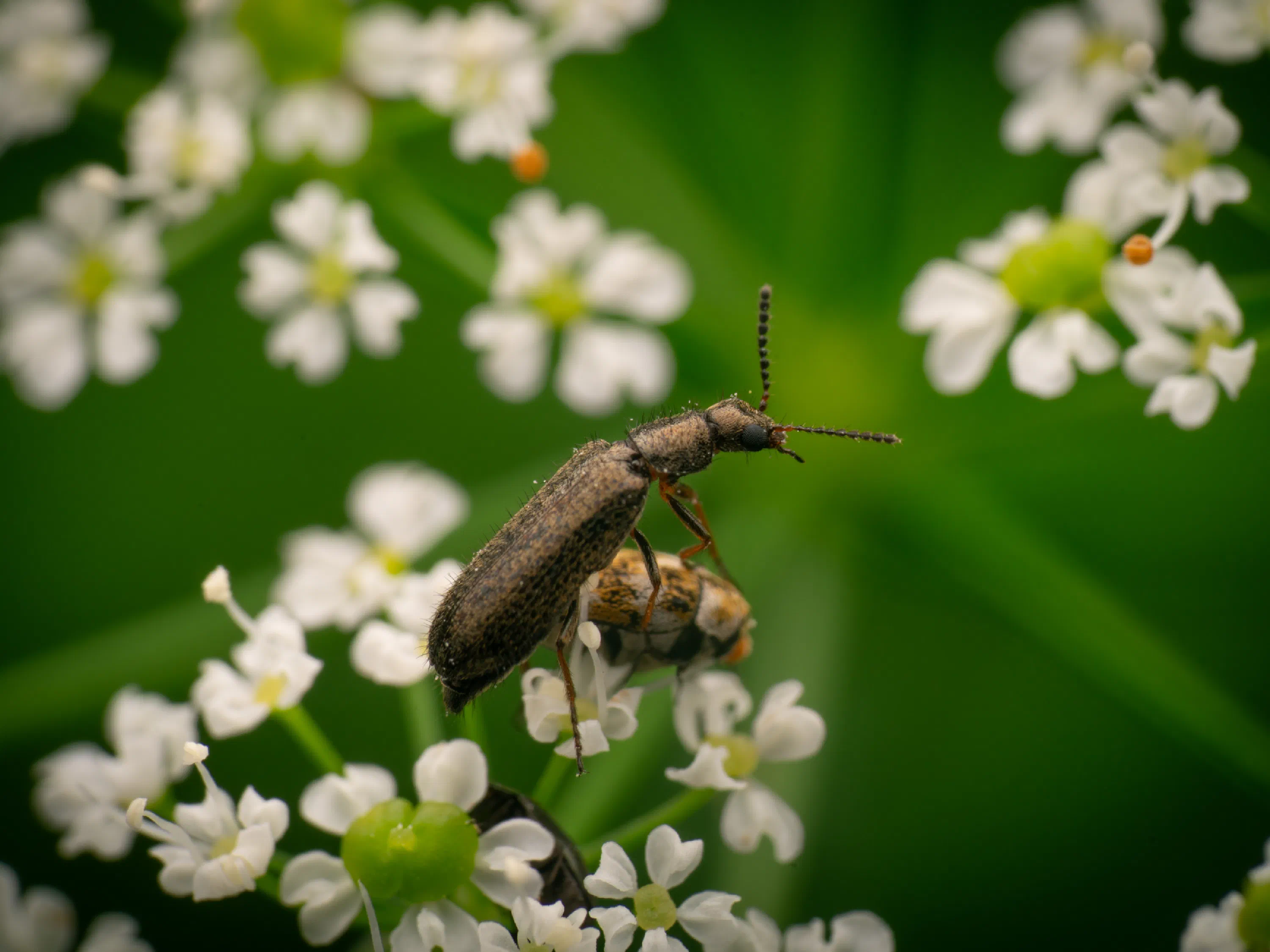 Dasytes plumbeus