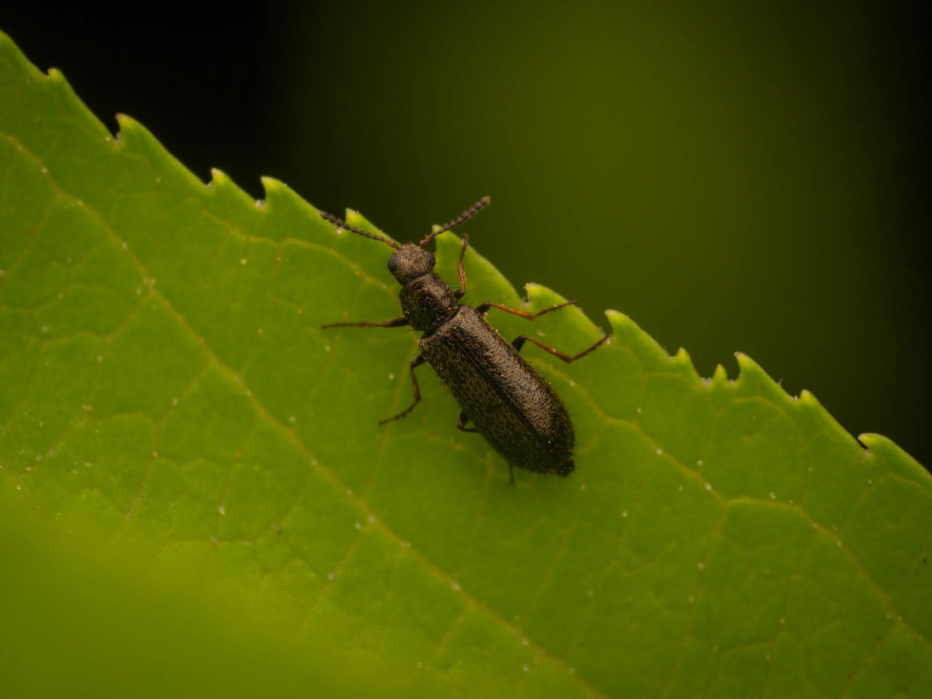 Dasytes plumbeus