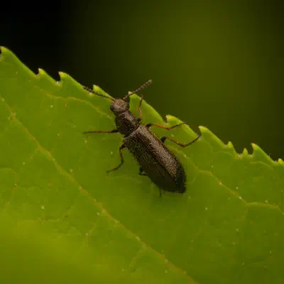 Dasytes plumbeus