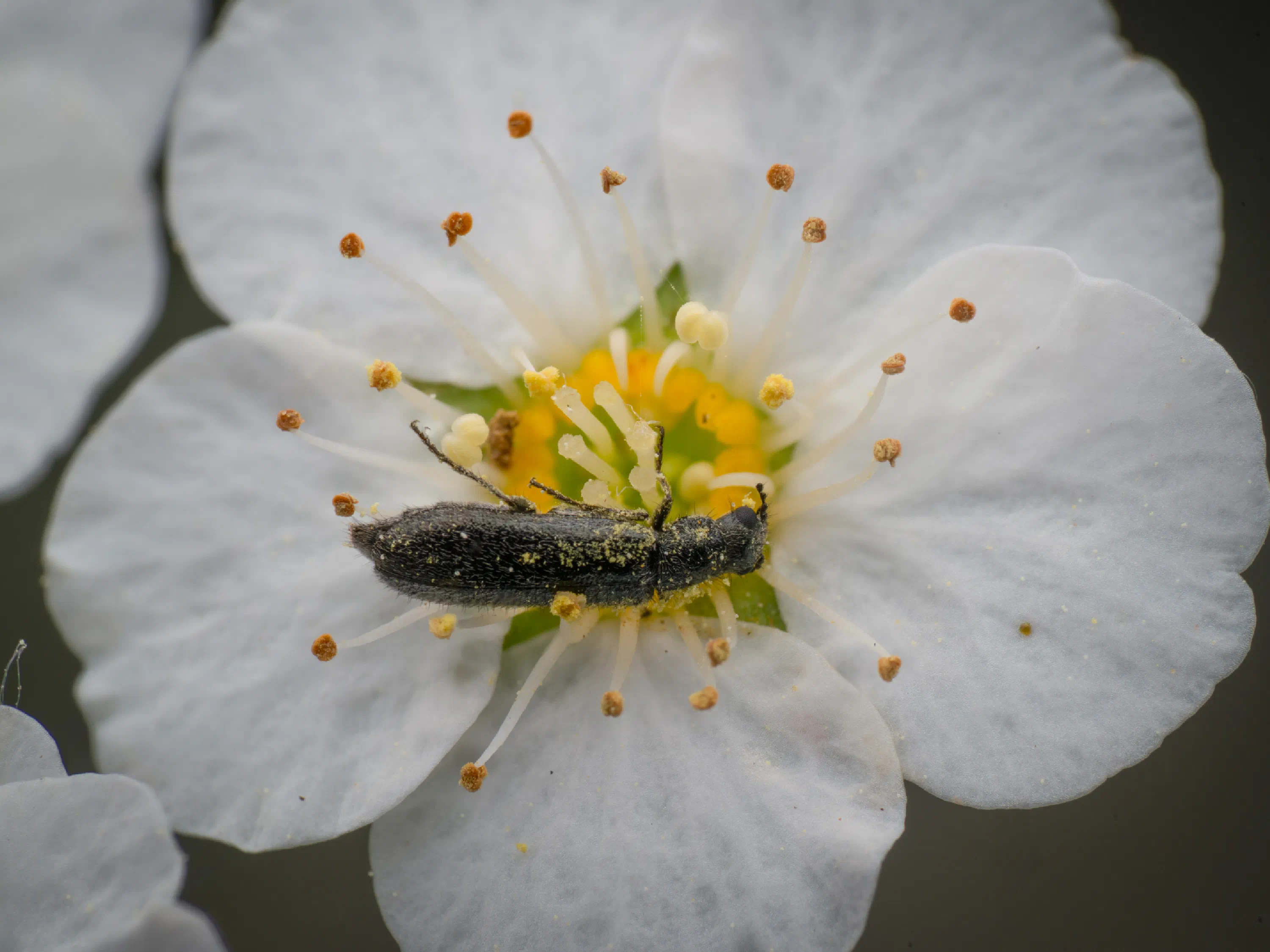Dasytes plumbeus