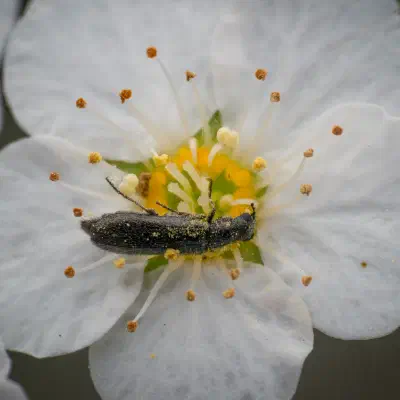 Dasytes plumbeus