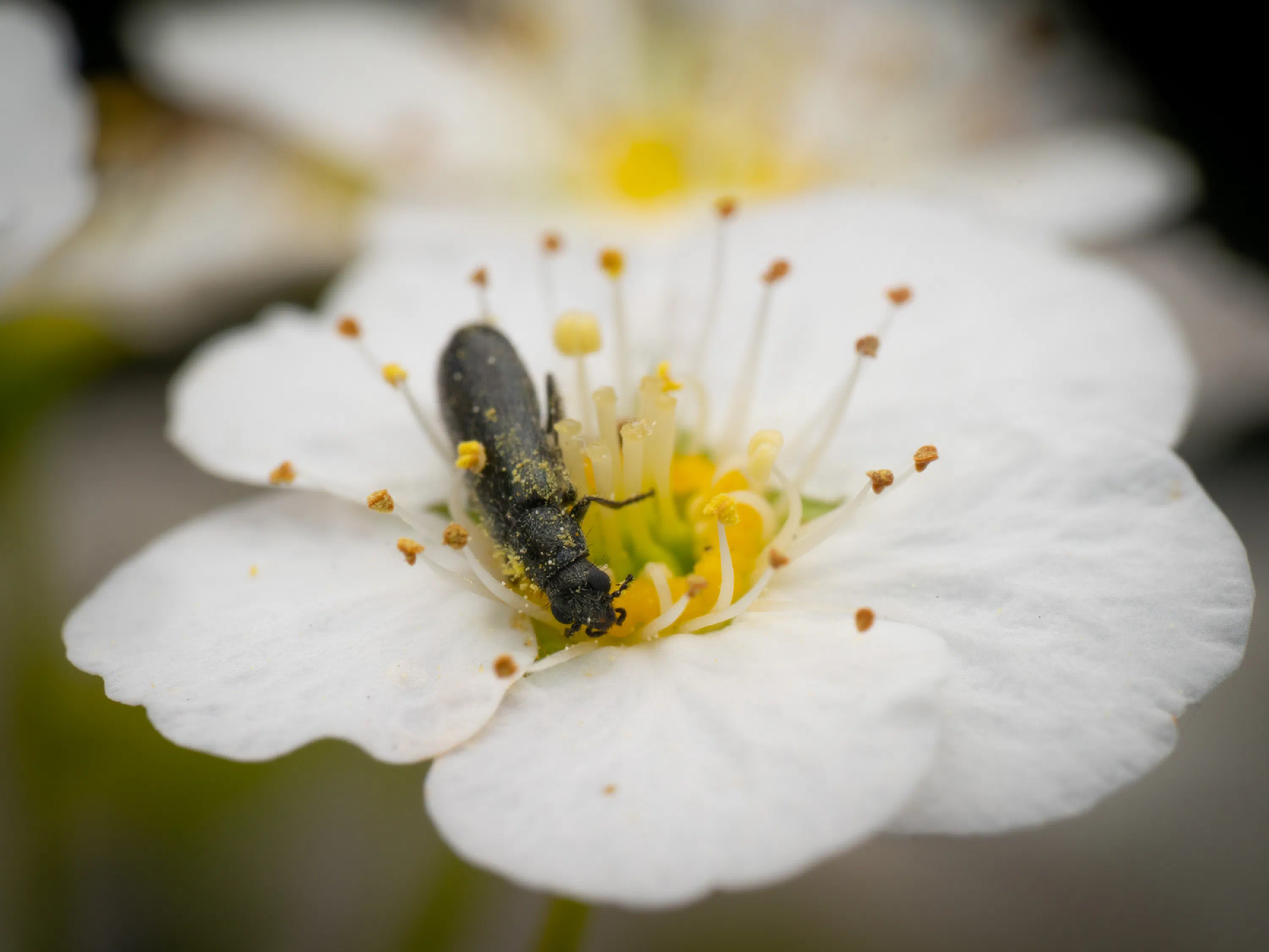 Dasytes plumbeus