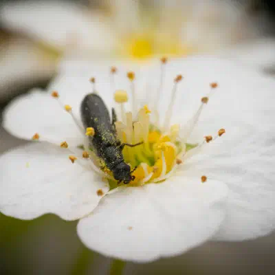 Dasytes plumbeus