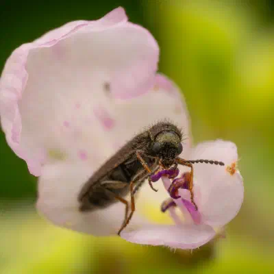 Dasytes plumbeus