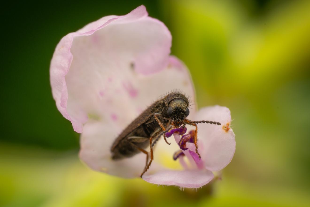 Dasytes plumbeus – No. 7