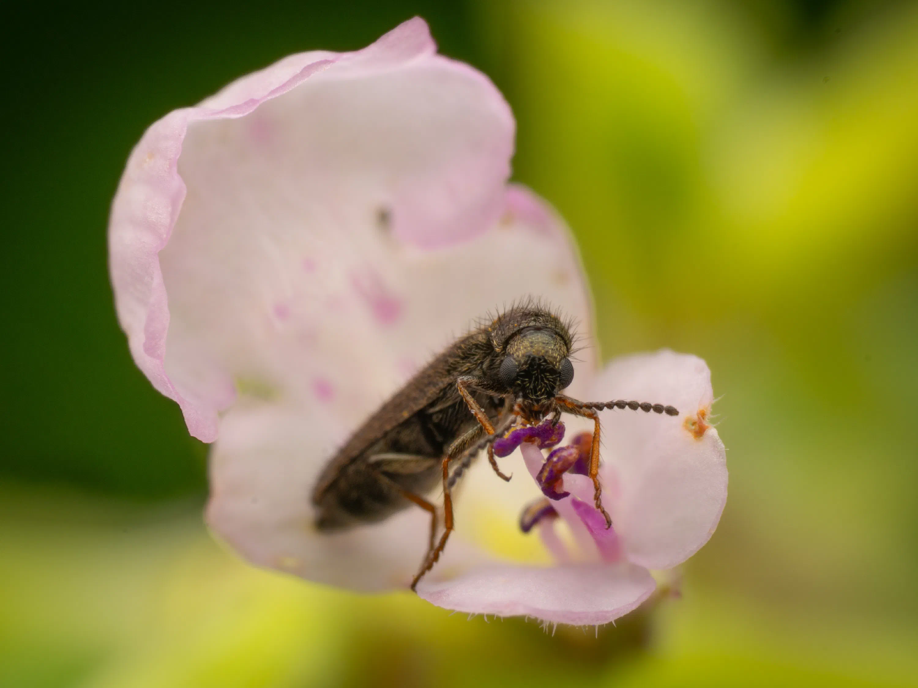 Dasytes plumbeus