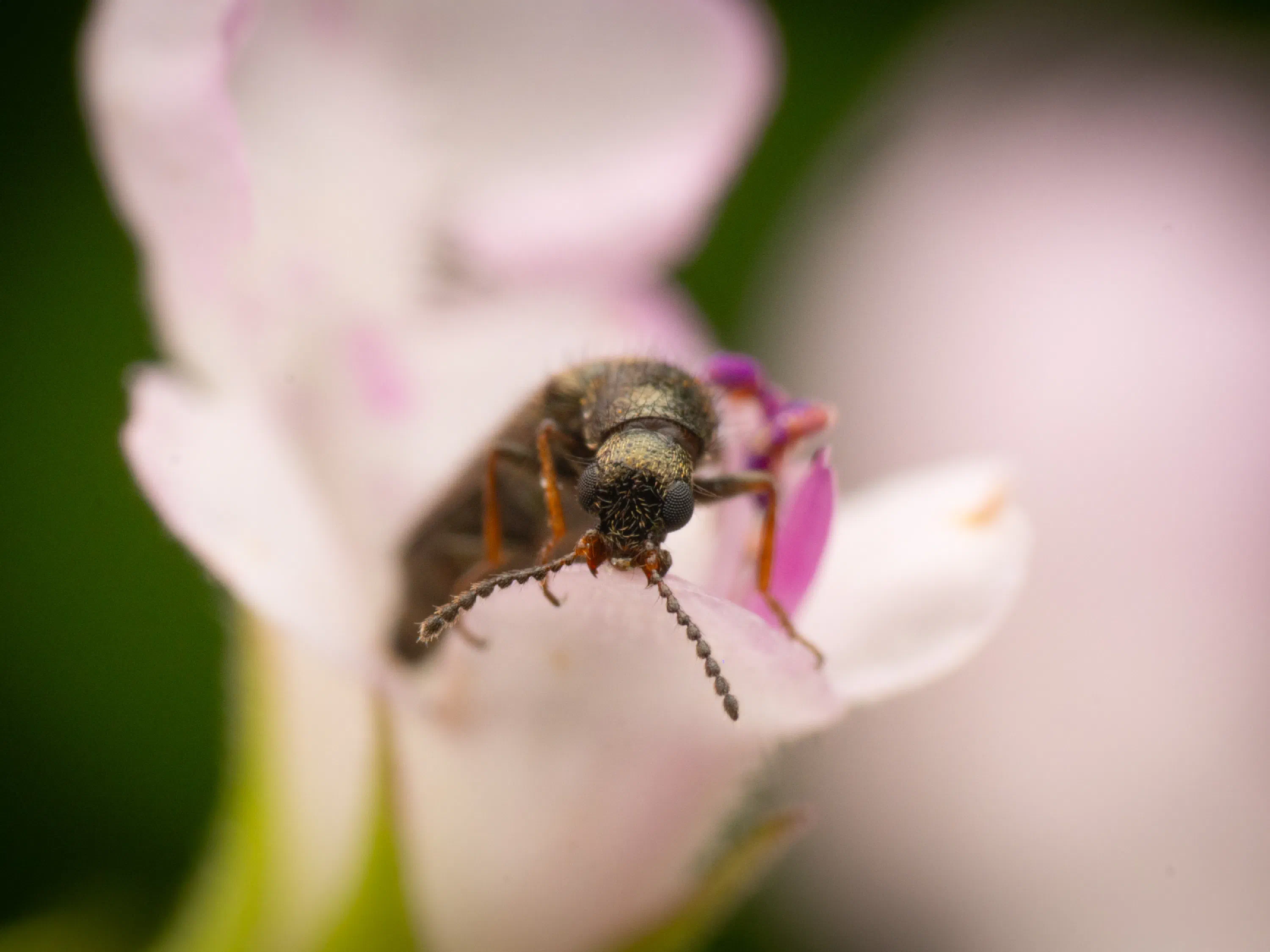 Dasytes plumbeus