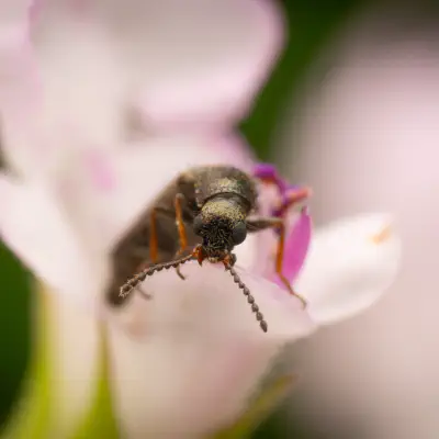 Dasytes plumbeus