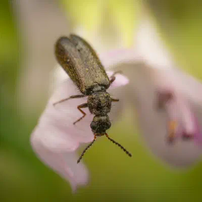 Bleischwarzer Wollhaarkäfer