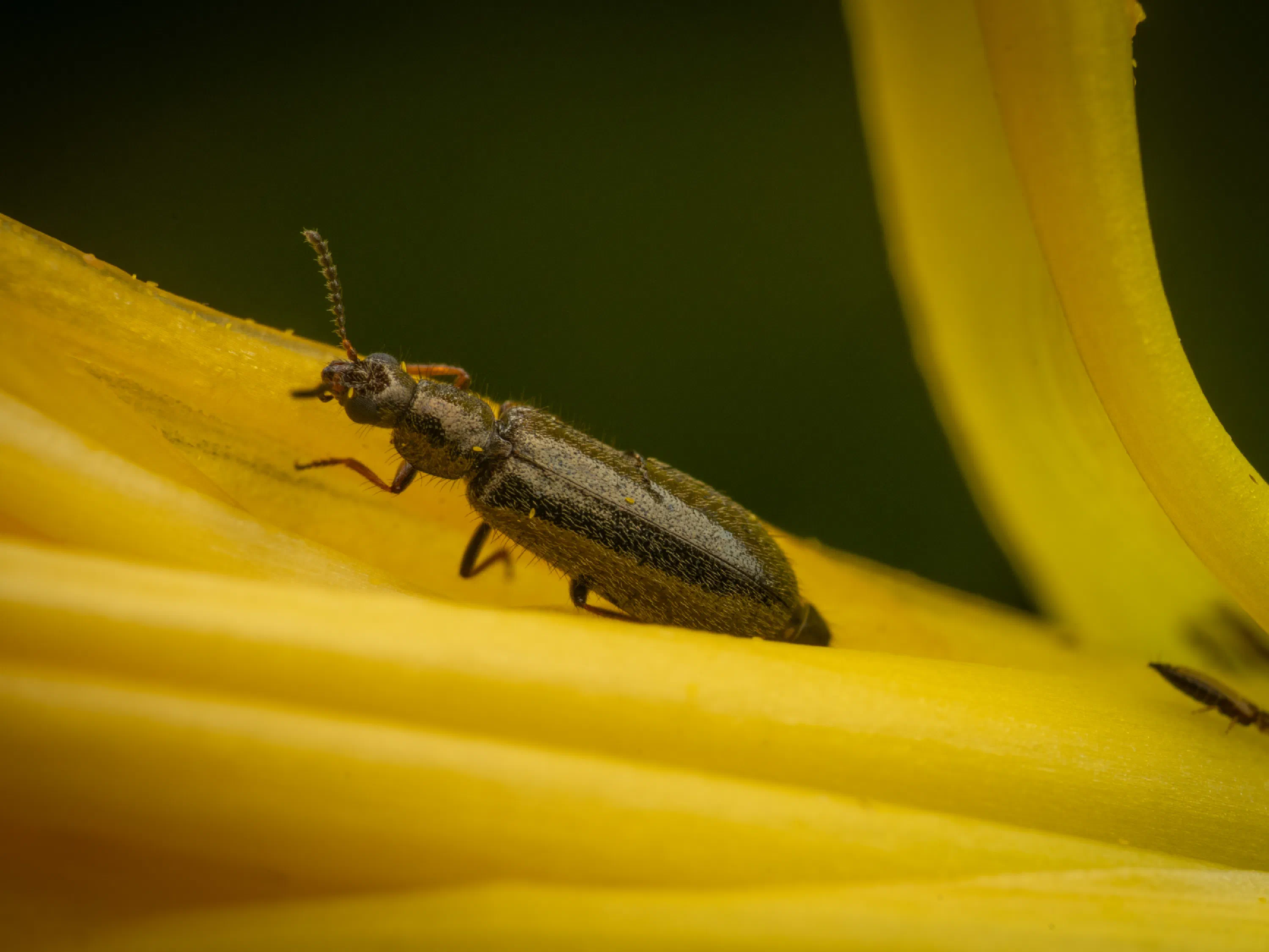Dasytes plumbeus
