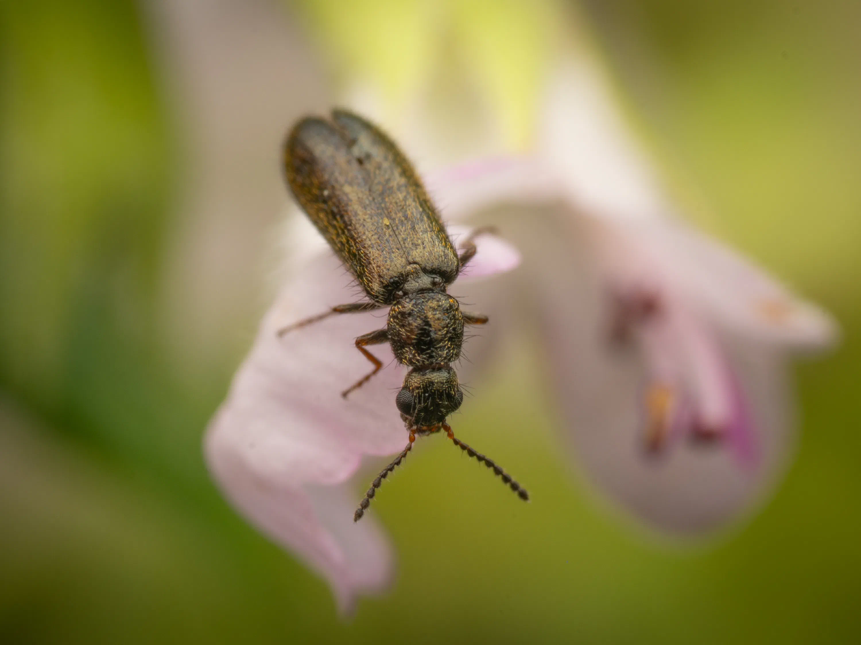 Dasytes plumbeus