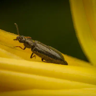Dasytes plumbeus