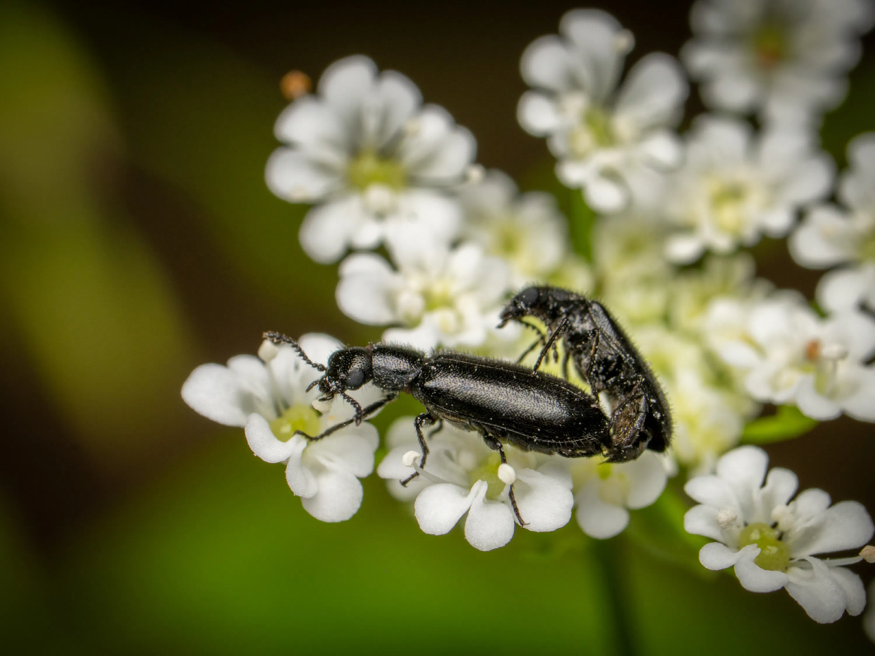 Dasytes plumbeus