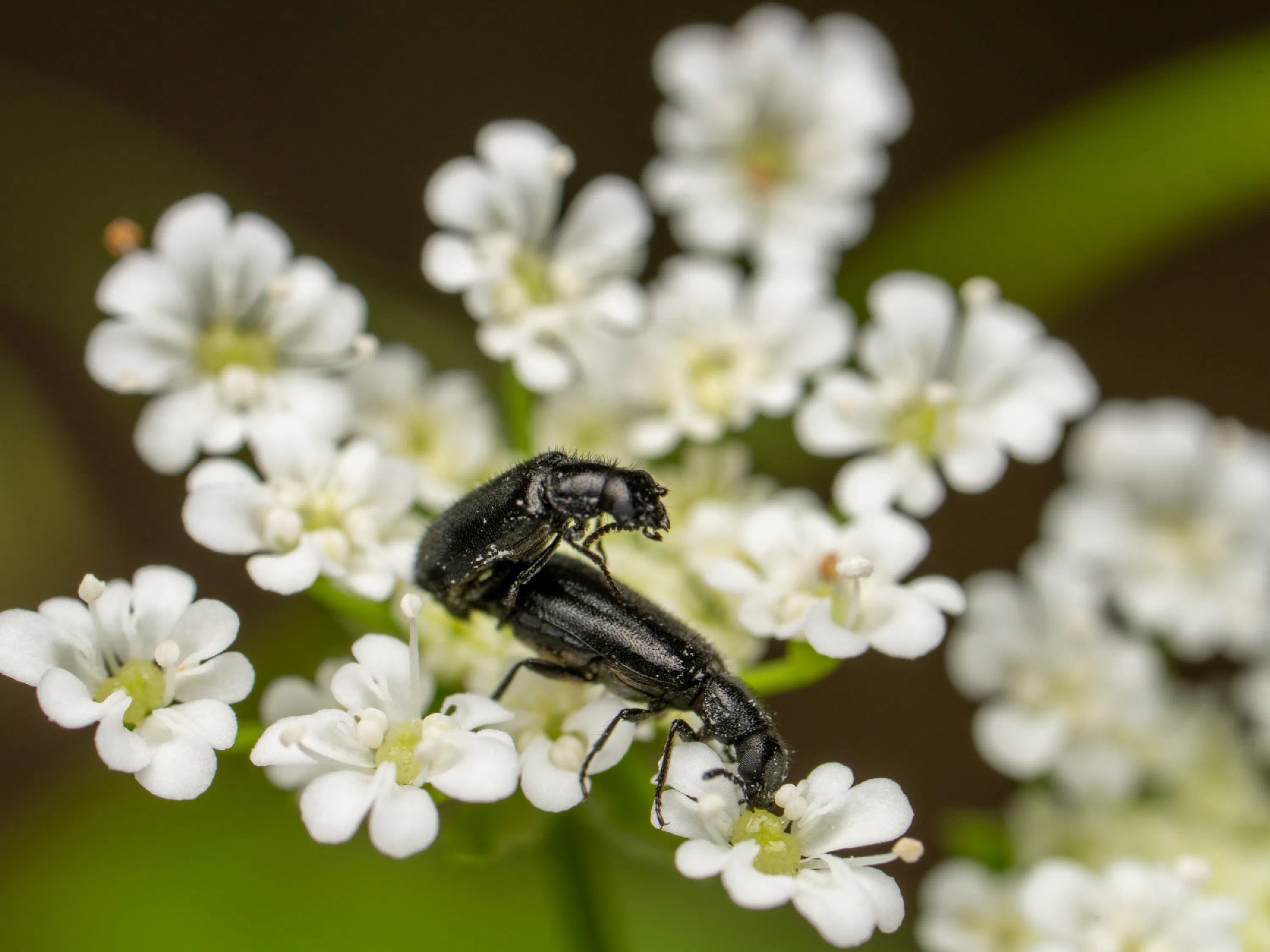 Dasytes plumbeus