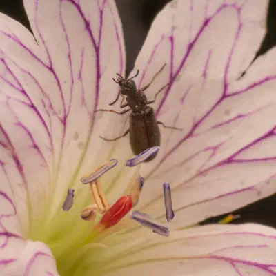 Dasytes aeratus