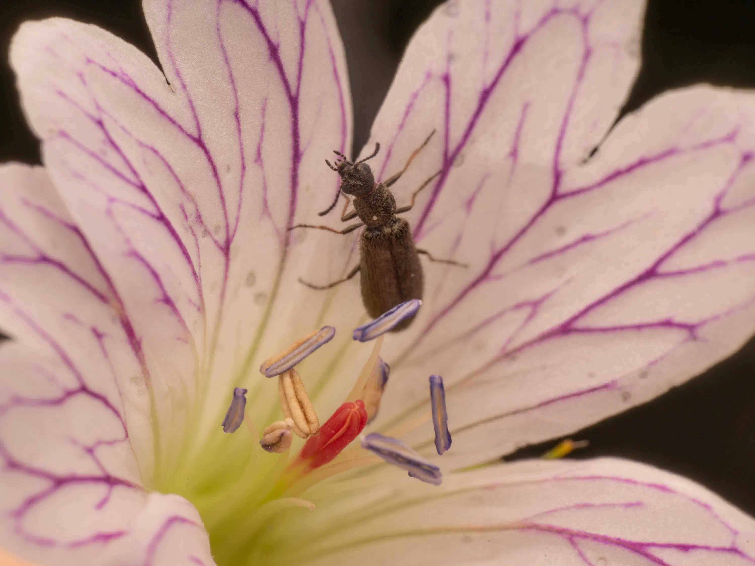 Dasytes aeratus