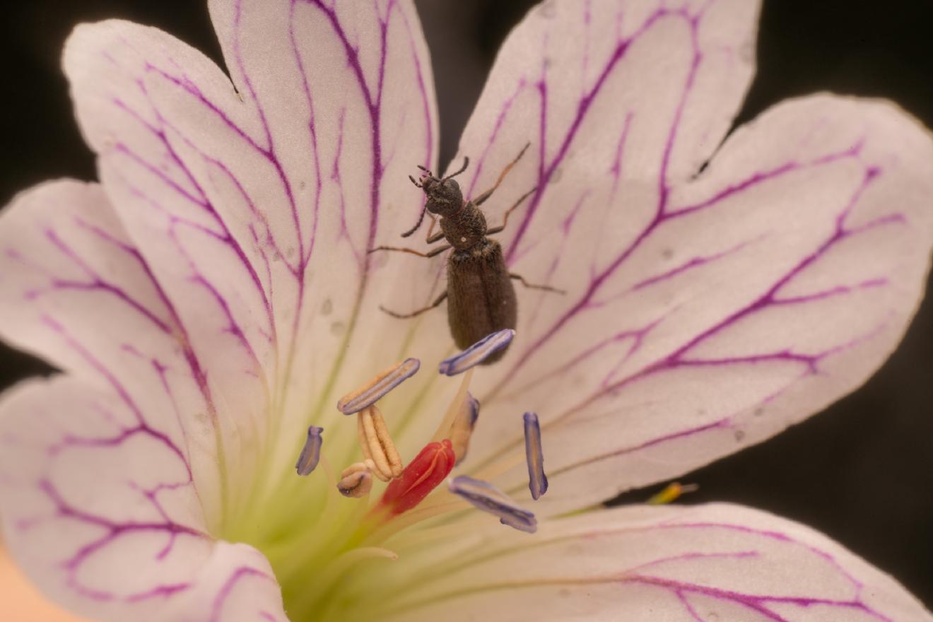 Dasytes aeratus – No. 1