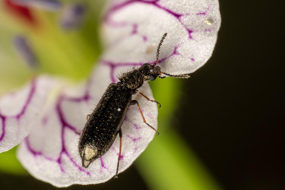 June 16, 2024 – Issue No. 303
– Issue No. 303: “Dasytes aeratus“ Dasytes aeratus