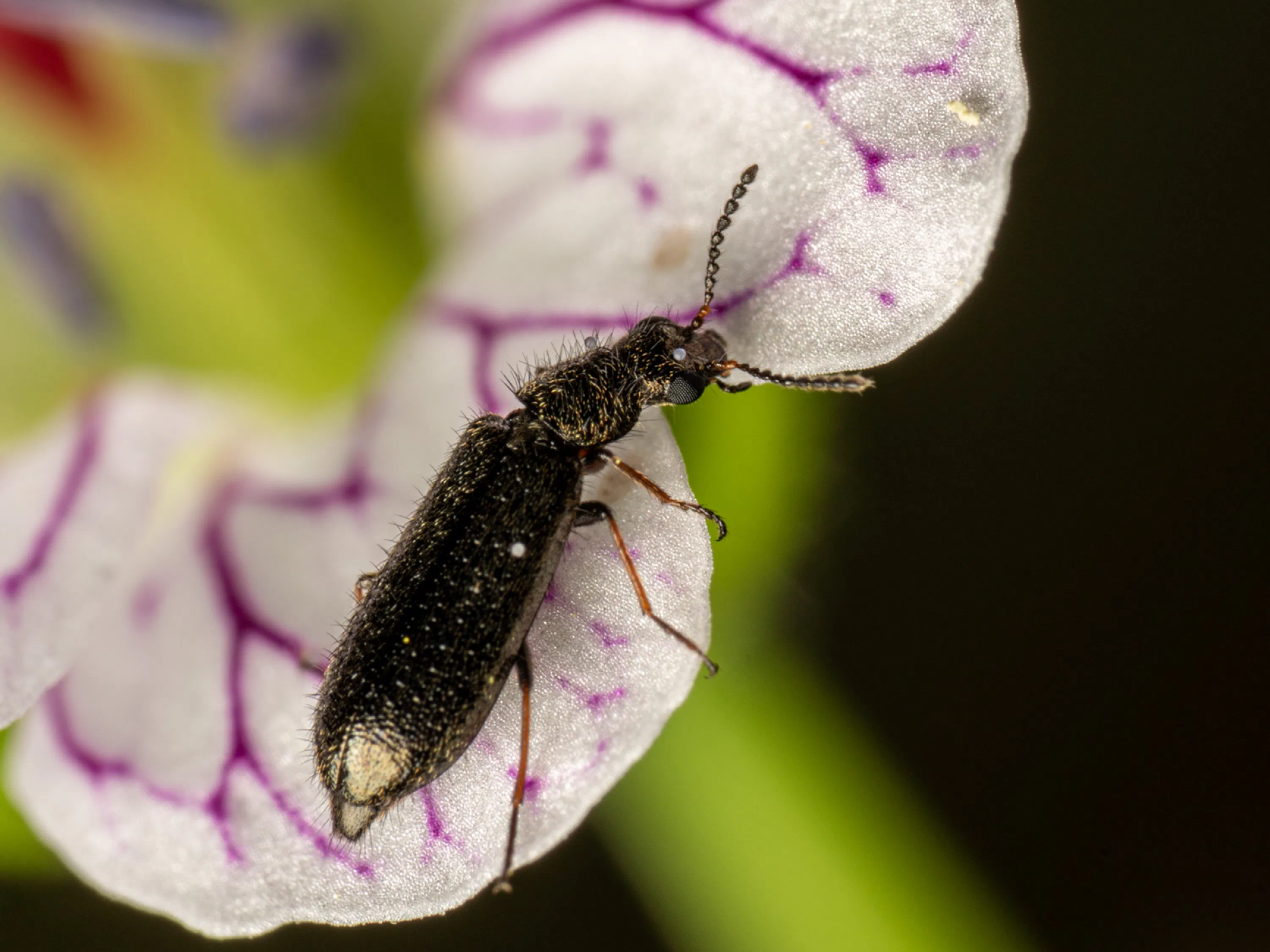 Dasytes aeratus