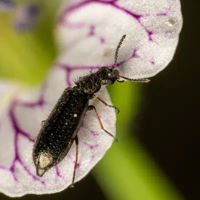 Dasytes aeratus
