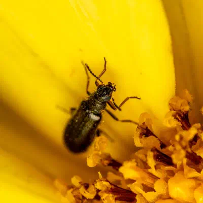 Dasytes aeratus
