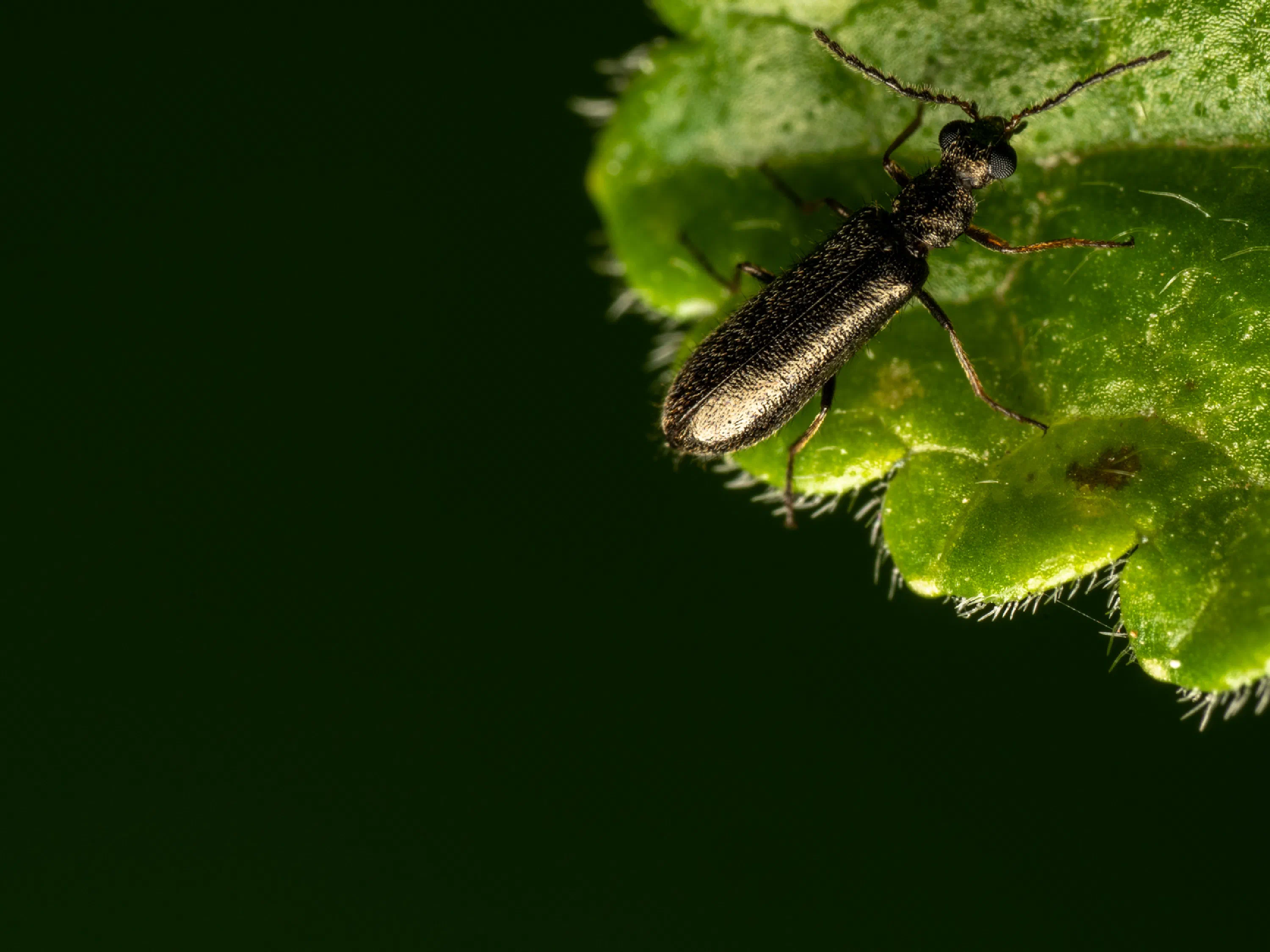 Dasytes aeratus