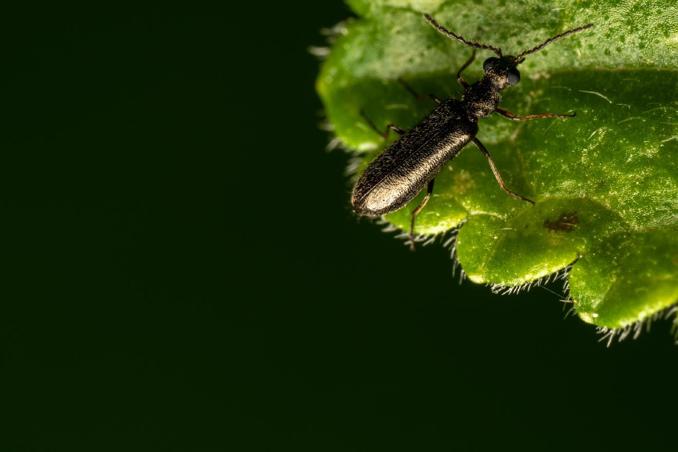 Dasytes aeratus – No. 4