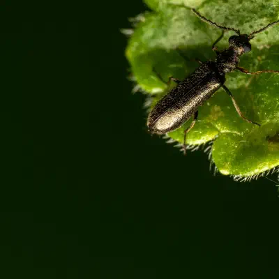 Dasytes aeratus