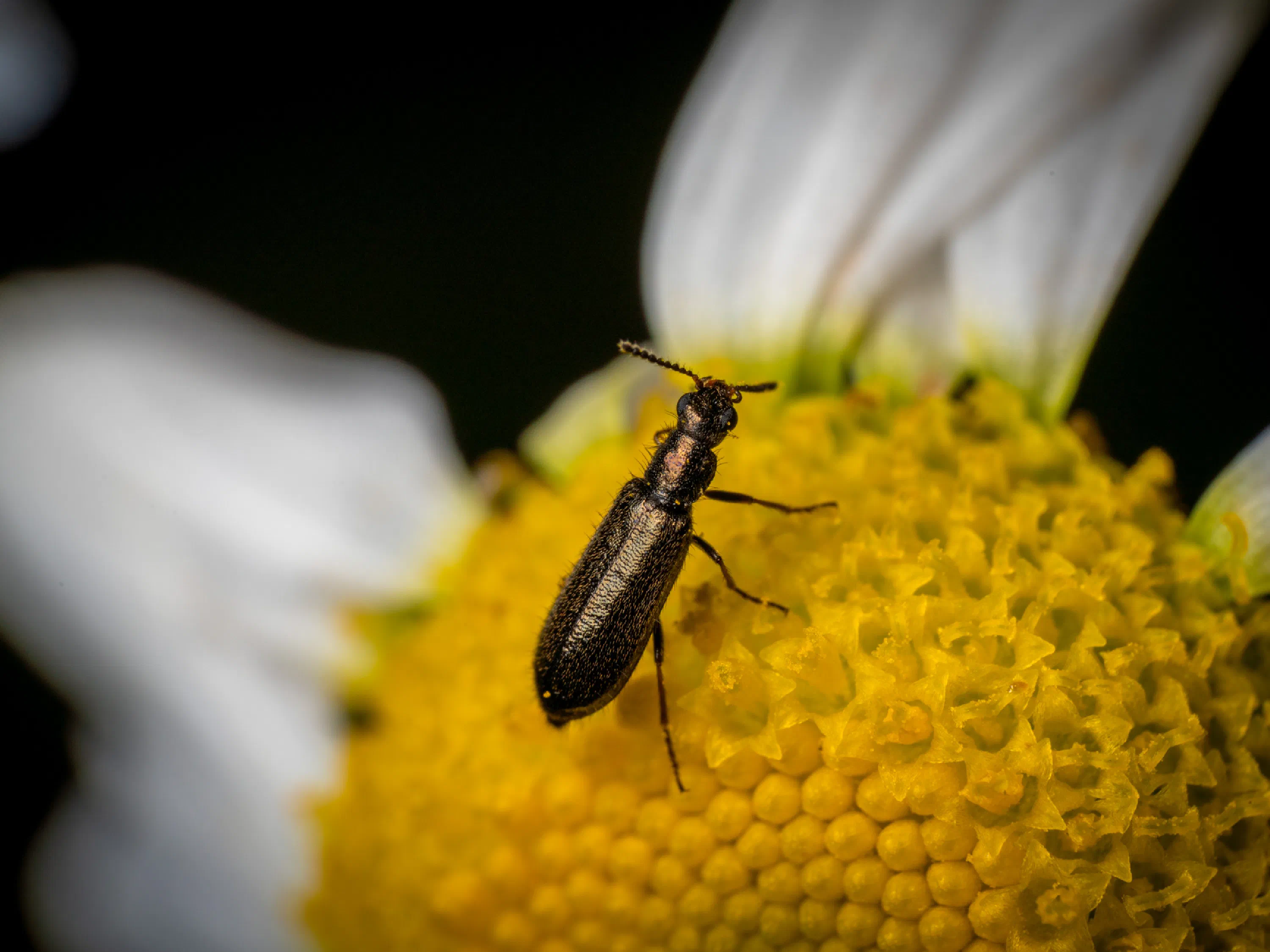 Dasytes aeratus