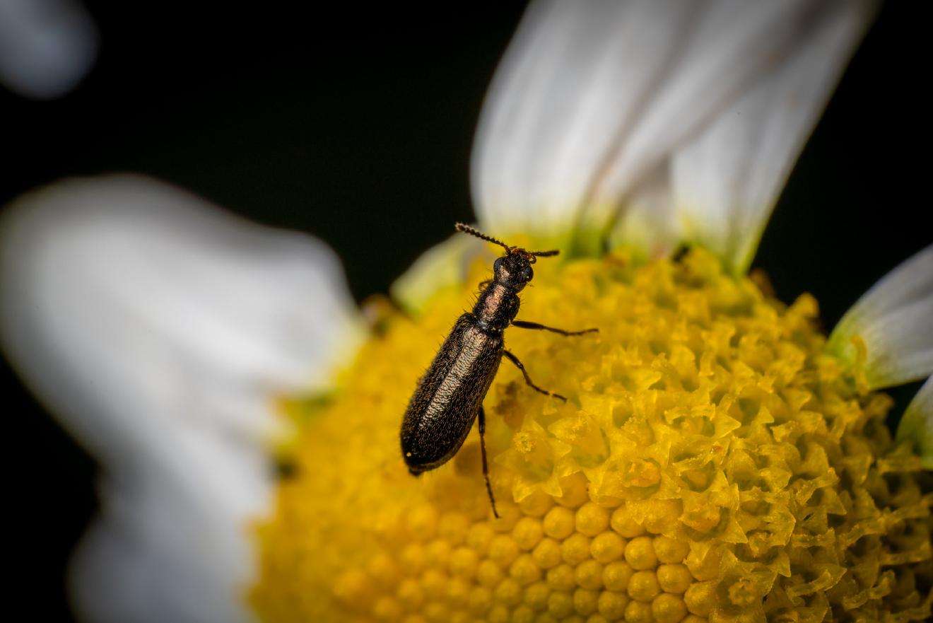 Dasytes aeratus – No. 5