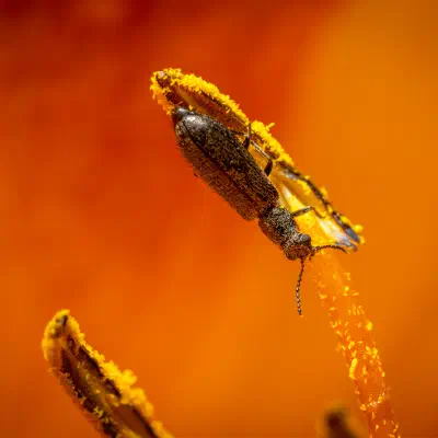 Dasytes aeratus