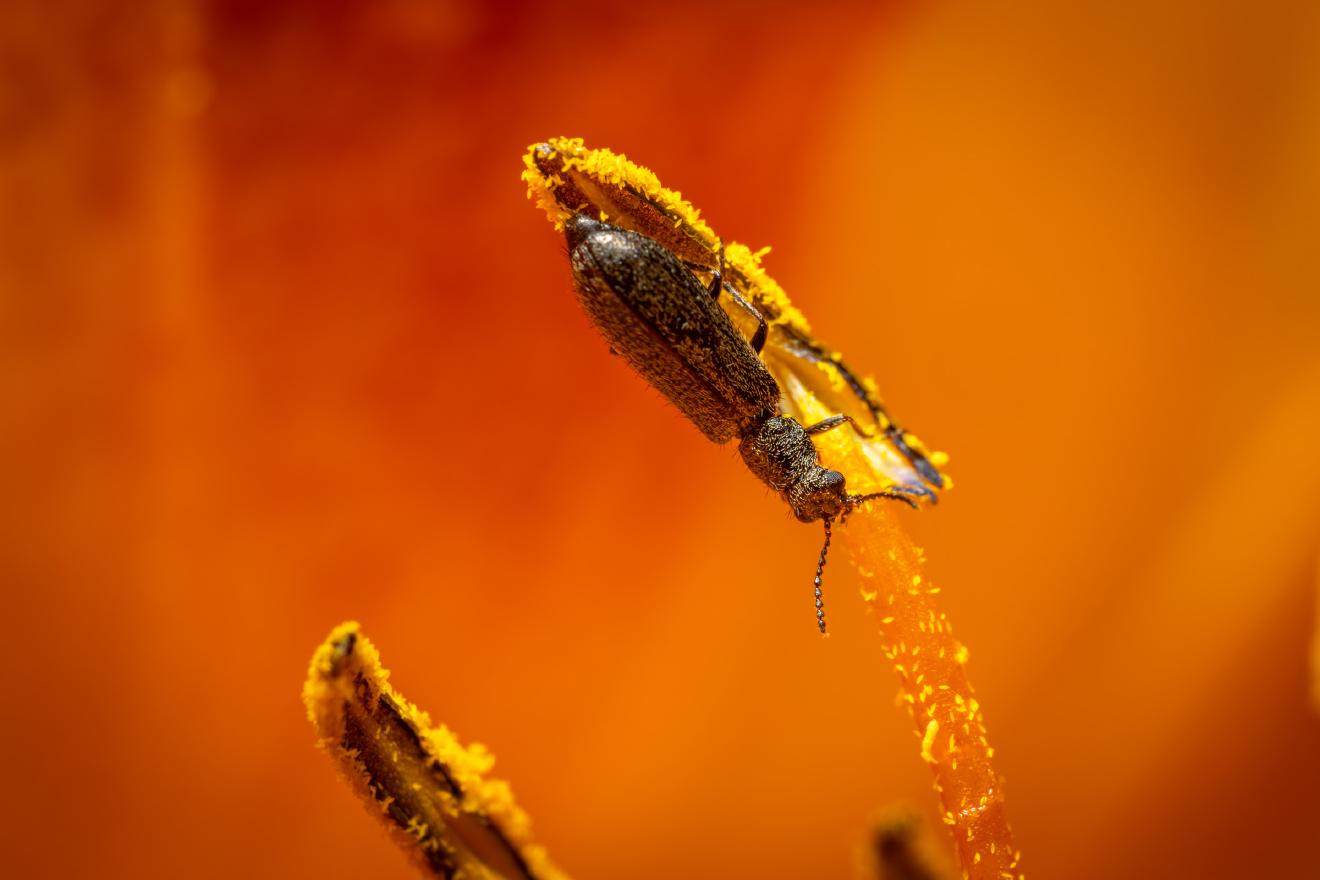 Dasytes aeratus – No. 6