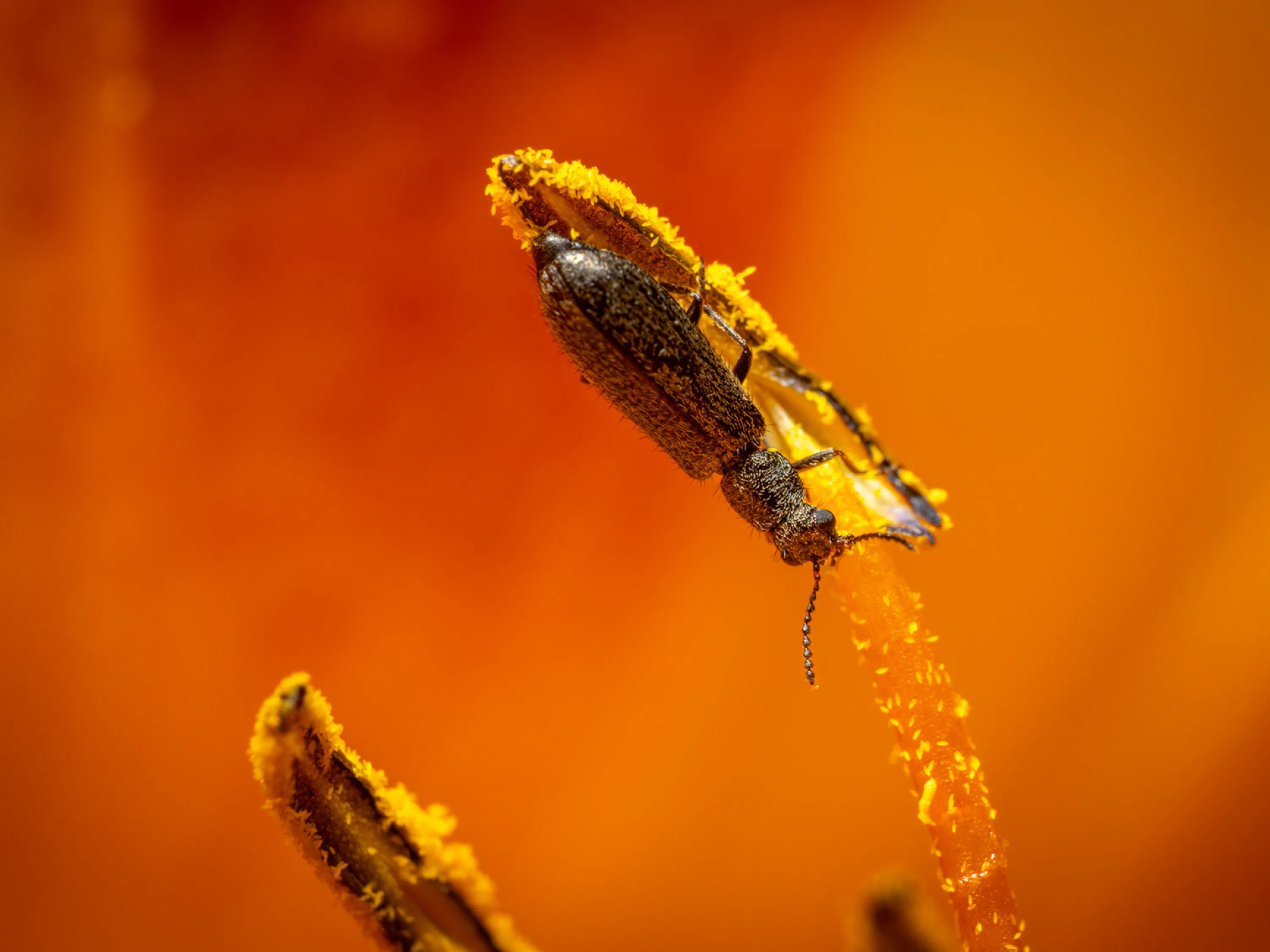 Dasytes aeratus