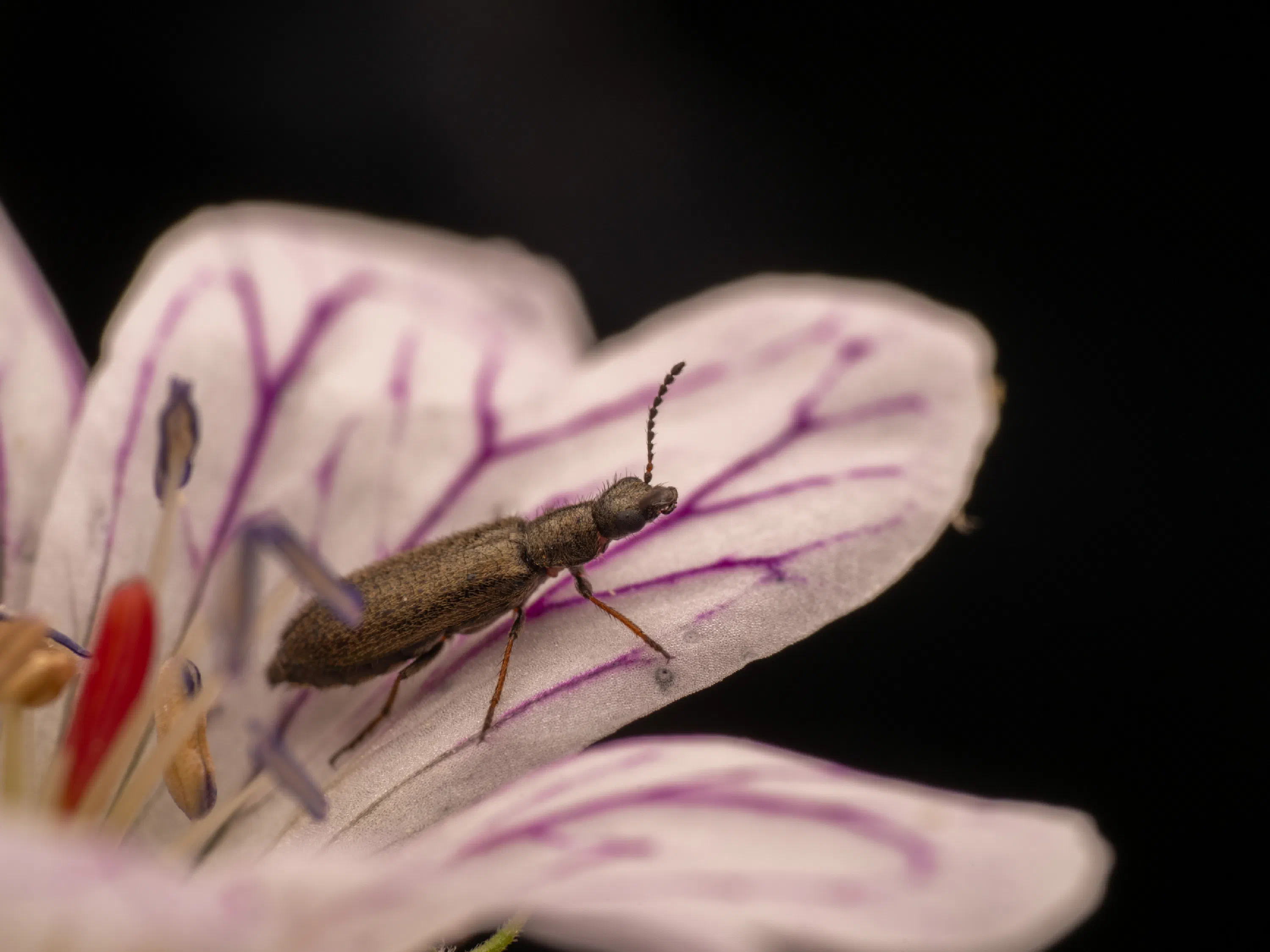 Dasytes aeratus