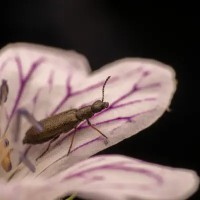 Dasytes aeratus