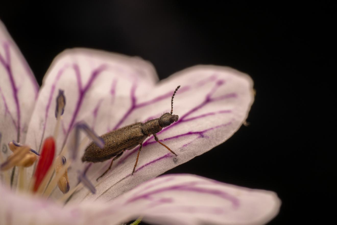 Dasytes aeratus – No. 7