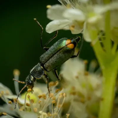 Soft-winged Flower Beetles