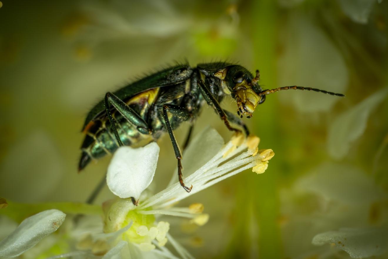 Malachite Beetles – No. 1