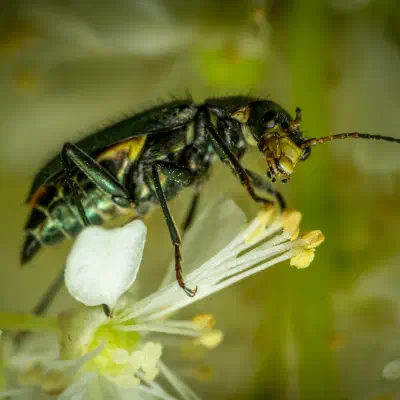 Zipfelkäfer