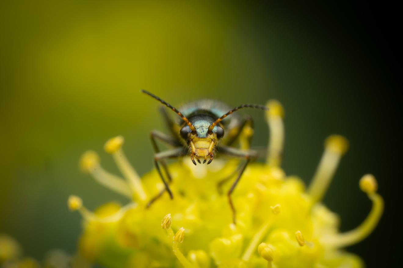 Yellow-fronted Soft-winged Flower Beetle – No. 1